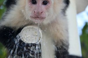 Monkey drinking from a shower